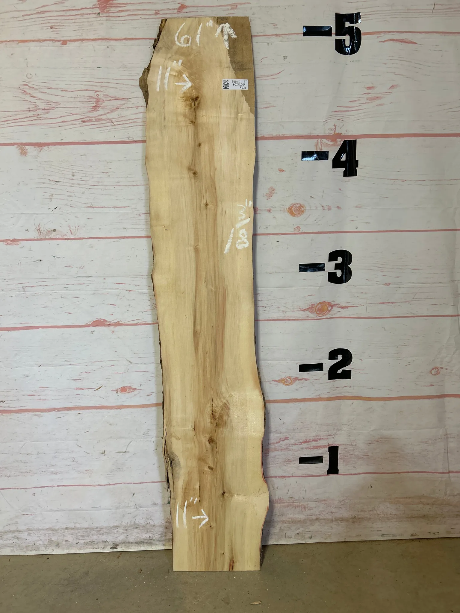 Unfinished live-edge wood slab displayed against measuring wall in lumber showroom, showcasing natural edge and straight grain pattern.