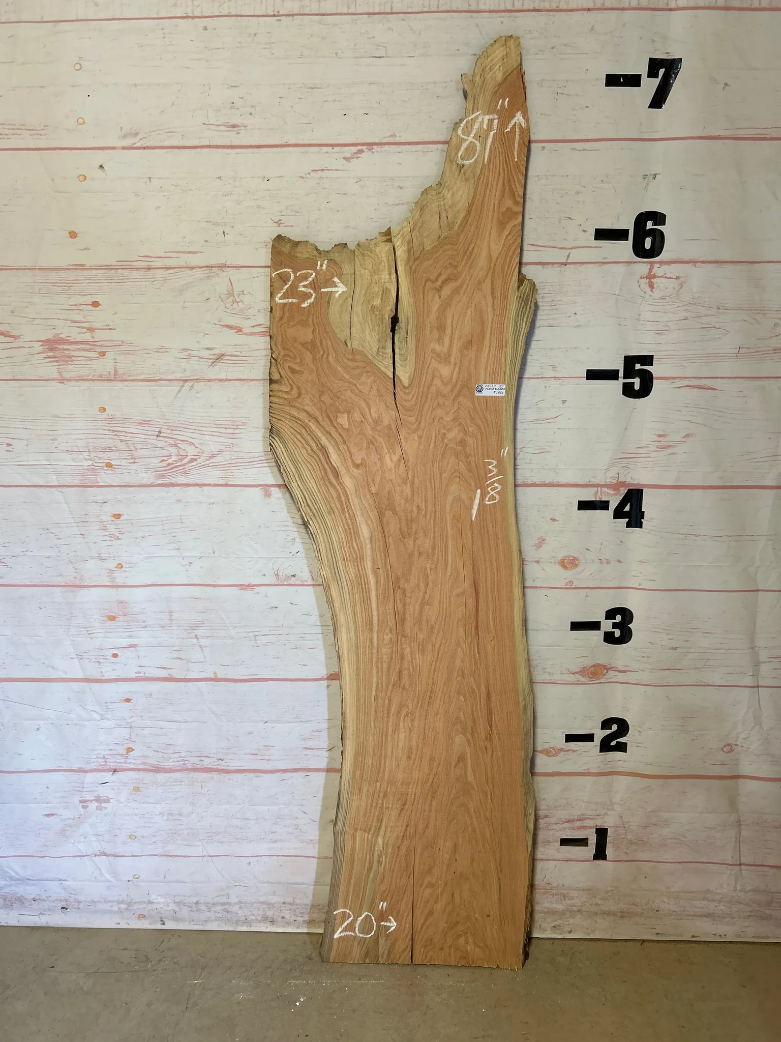 Unfinished live-edge wood slab displayed against measuring wall in lumber showroom, showing natural grain and organic edge contours.